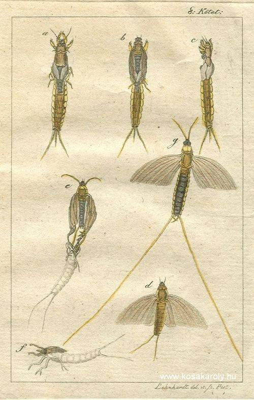 Tiszavirg - Lenhardt Smuel rajza, 1819